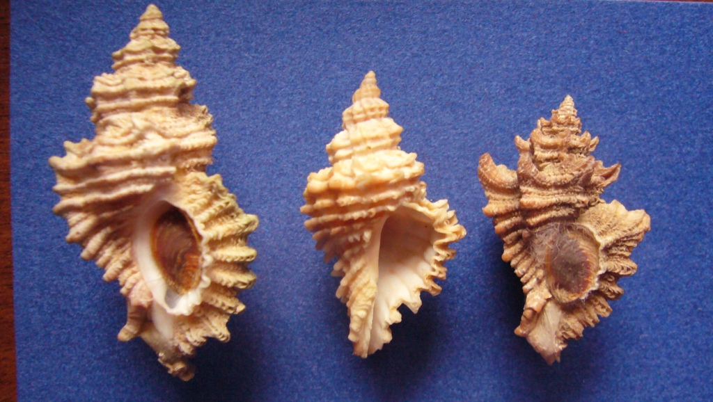 Muricopsis cristata?
